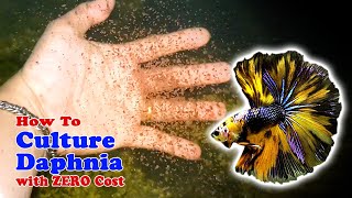 How to Culture Daphnia with ZERO Cost  Unlimited Live Food For Our Fish [upl. by Harman]