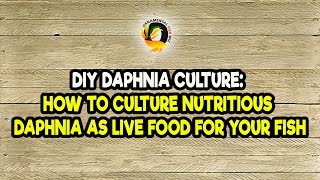 DIY Daphnia Culture How to Culture Nutritious Daphnia as Live Food for Your Fish [upl. by Enitnelav]