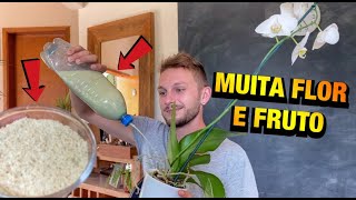 SUAS PLANTAS vão encher de FLOR e FRUTO com esse ADUBO CASEIRO PODEROSO [upl. by Nitz981]