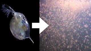 How I Culture Daphnia [upl. by Oliviero225]