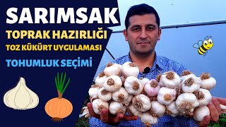 SARIMSAK VE SOĞAN EKİMİ HAKKINDA ARADIĞINIZ HERŞEY BU VİDEODA [upl. by Euqimod]