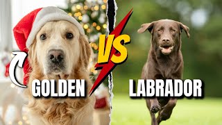 GOLDER RETRIEVER VS LABRADOR  WHICH ONE IS BETTER [upl. by Rosemari]