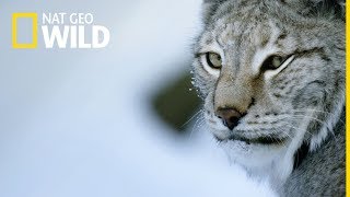 Dzika Rosja  oglądaj na Nat Geo Wild [upl. by Richey]