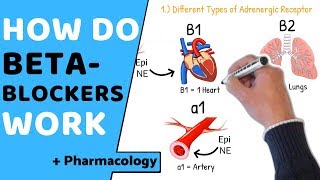 How do Beta Blockers Work  Pharmacology [upl. by Kippar815]