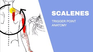 Scalenes Trigger Points [upl. by Ynnig]