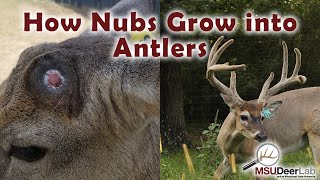 From Nubs To Growing Antlers An Incredible Process [upl. by Gehman]