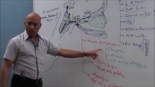 Trigeminal System  Neuroanatomy [upl. by Edny]