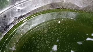 DAPHNIA MOINA CULTURE IN A SMALL BUCKET [upl. by Millda934]