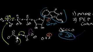 Biochemistry  PEP Carboxykinase Mechanism [upl. by Artemla]