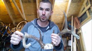 Broken Antler Repair Using Apoxie Sculpt [upl. by Gebler60]