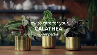 How to care for your Calathea  Grow at Home  RHS [upl. by Accebar]