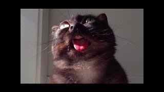 Funny Cats Talking And Yelling Like Humans Compilation 🐾 [upl. by Jadd]