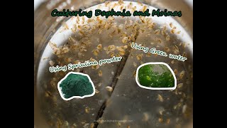 How To Culture Daphnia and Moinas using Green Water Spirulina powder [upl. by Yanal]