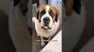 Saint Bernard 🐶 The Rescue Heroes [upl. by Garris523]