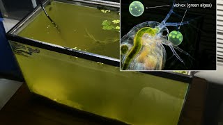 Raising Daphnia for the Freshwater Aquarium [upl. by Costanzia764]