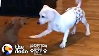 This Puppy Mill Dog Is Finally About To Get A Family  The Dodo Adoption Day [upl. by Strawn402]