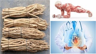 The Extraordinary Benefits of Astragalus Root The Ancient Herb of Longevity and Strength [upl. by Etz]