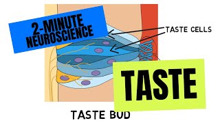 2Minute Neuroscience Taste [upl. by Bruce]