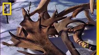 Amazing Antlers  National Geographic [upl. by Lauren]