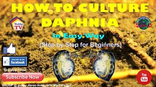 HOW TO CULTURE DAPHNIA In Easy Way [upl. by Herod]