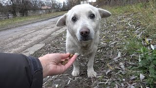 Rescue of a Scared Homeless Dog with a Broken Heart [upl. by Acisseg84]