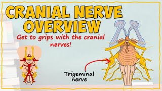 The Cranial Nerves [upl. by Windy]